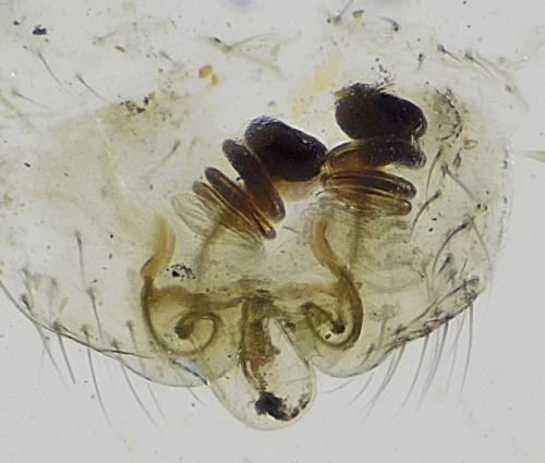 Microlinyphia pusilla